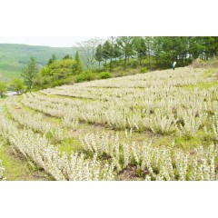農(nóng)大鈣果苗木農(nóng)大4號(hào)、農(nóng)大6號(hào)、’‘農(nóng)大7號(hào)’樹苗【郵政發(fā)貨、10棵起發(fā)貨】