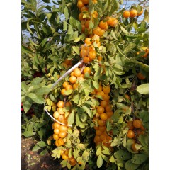 農(nóng)大鈣果苗木農(nóng)大4號(hào)、農(nóng)大6號(hào)、’‘農(nóng)大7號(hào)’樹苗【郵政發(fā)貨、10棵起發(fā)貨】