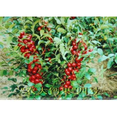 農(nóng)大鈣果苗木農(nóng)大4號(hào)、農(nóng)大6號(hào)、’‘農(nóng)大7號(hào)’樹苗【郵政發(fā)貨、10棵起發(fā)貨】