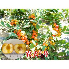 農(nóng)大鈣果苗木農(nóng)大4號(hào)、農(nóng)大6號(hào)、’‘農(nóng)大7號(hào)’樹苗【郵政發(fā)貨、10棵起發(fā)貨】