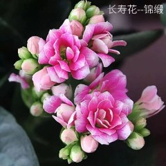 (帶花苞)重瓣長(zhǎng)壽花 花卉綠植玫瑰月季綠蘿發(fā)財(cái)樹