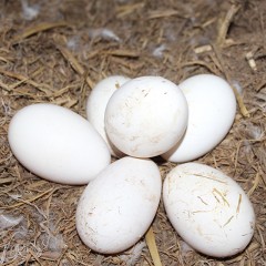 新鮮鵝蛋 土鵝蛋 農(nóng)家散養(yǎng)大鵝蛋